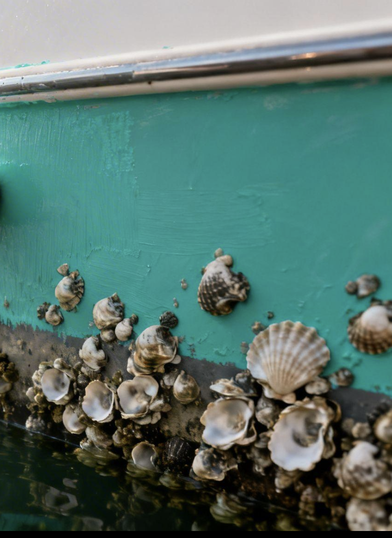 Bottom Painting: What You Need to Know (Types, Rules, and Timing)